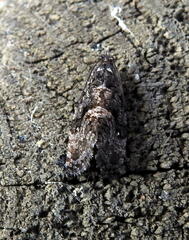 Gymnandrosoma punctidiscanum