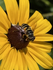 Eristalis transversa