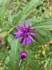 Vernonia noveboracensis