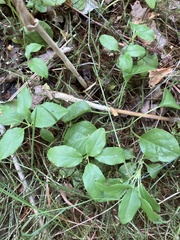 Orthilia secunda
