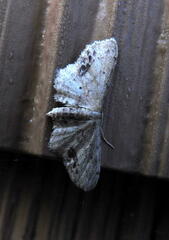 Idaea dimidiata