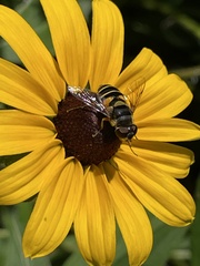 Eristalis transversa