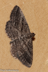 Rhoptria asperaria
