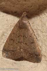 Nodaria nodosalis
