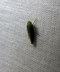 Gyponana