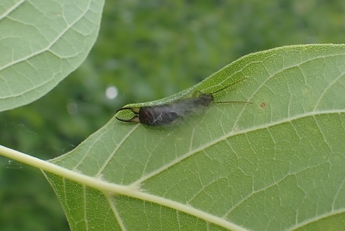 Forficula vicaria photo 4