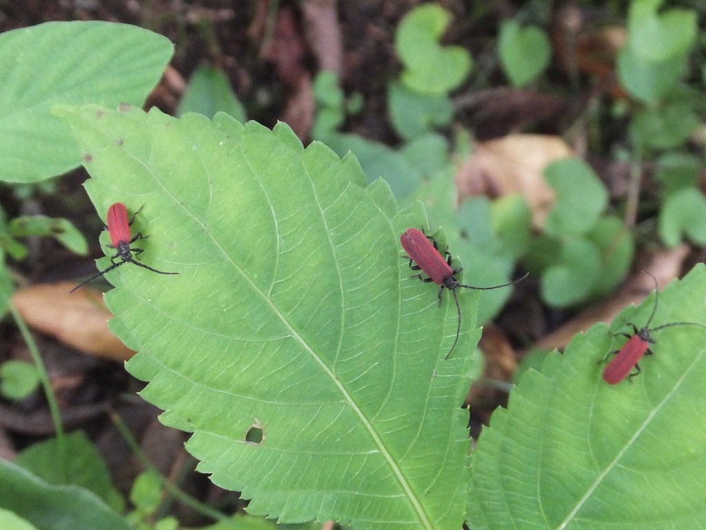 Platycis consobrinus