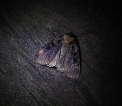 Pseudohermonassa bicarnea