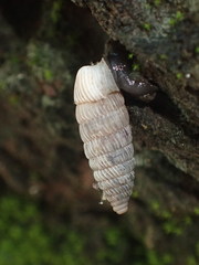 Urocoptidae