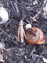 Chorthippus albomarginatus