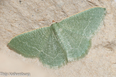 Phaiogramma etruscaria