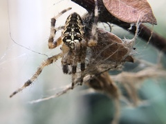 Araneus diadematus