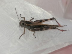 Shirakiacris shirakii