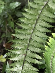 Asplenium
