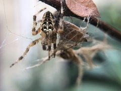 Araneus diadematus