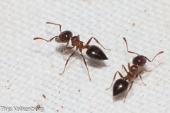 Crematogaster auberti