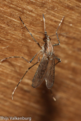 Aedes caspius