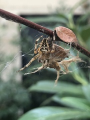 Araneus diadematus