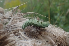Melanchra persicariae
