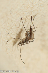 Aedes caspius