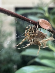 Araneus diadematus