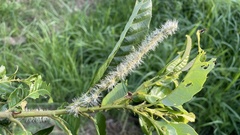 Castanea crenata