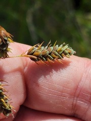 Carex magellanica