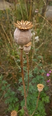Papaver somniferum