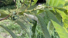 Castanea crenata