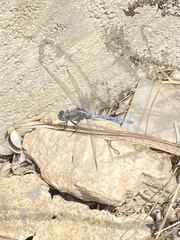 Orthetrum chrysostigma