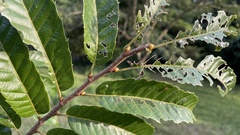 Castanea crenata