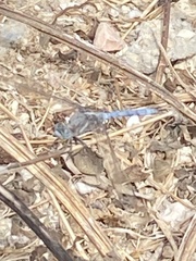 Orthetrum chrysostigma