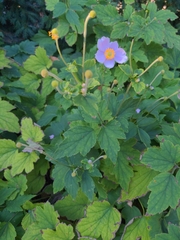 Eriocapitella hupehensis