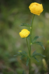 Trollius europaeus