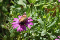 Vanessa braziliensis