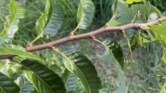 Castanea crenata
