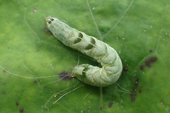 Melanchra persicariae