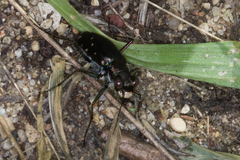 Cicindela punctulata