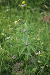 Lilium martagon