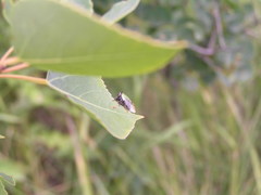 Stictocephala basalis