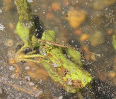 Ranatra quadridentata