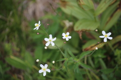 Ranunculus platanifolius