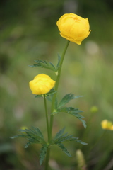 Trollius europaeus