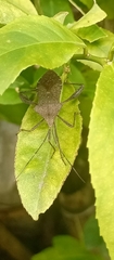 Coreoidea