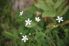 Ranunculus platanifolius