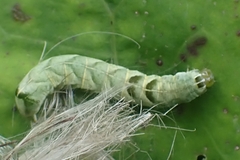 Melanchra persicariae