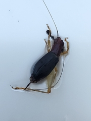 Phyllopalpus pulchellus
