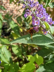 Volucella zonaria