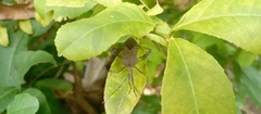 Coreoidea