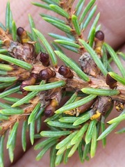 Arceuthobium pusillum